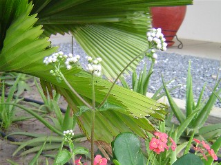 Weed Flower